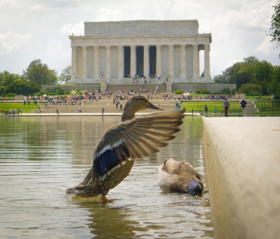 duck photobomb