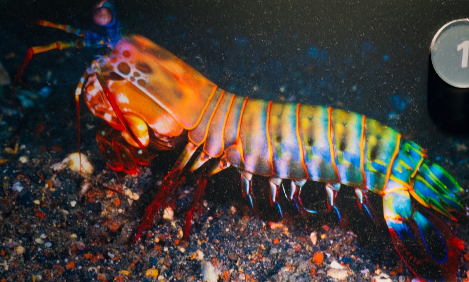 mantis shrimp